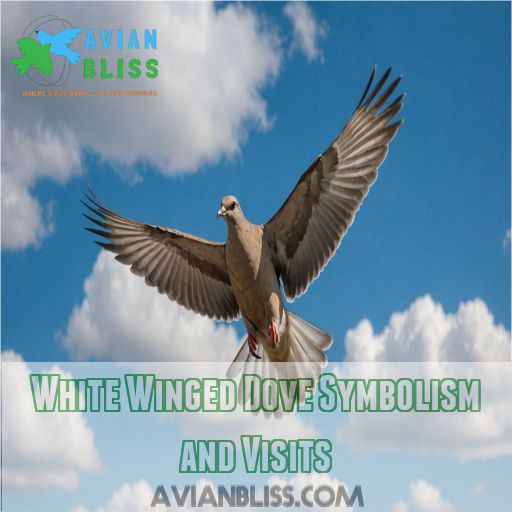 White Winged Dove Symbolism and Visits