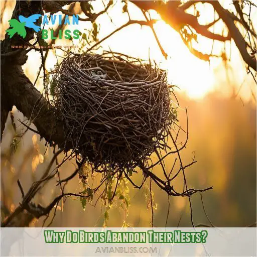 Why Do Birds Abandon Their Nests