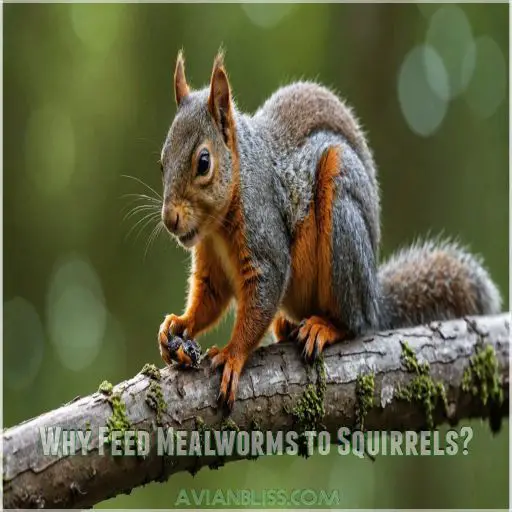 Why Feed Mealworms to Squirrels