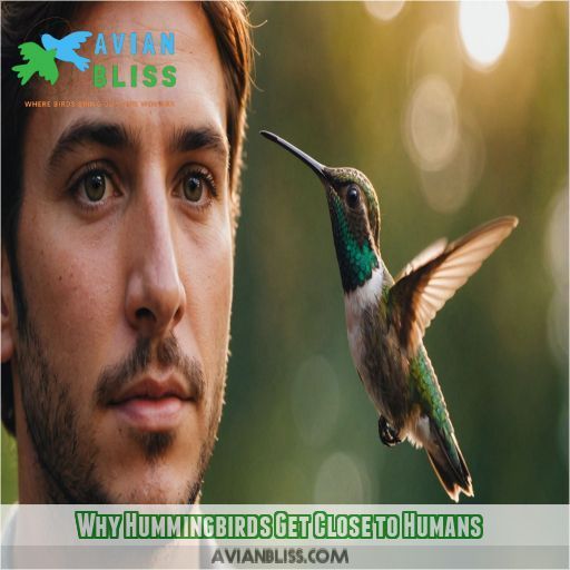 Why Hummingbirds Get Close to Humans