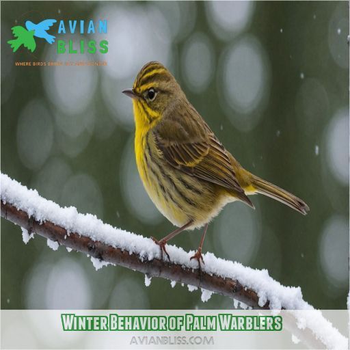 Winter Behavior of Palm Warblers