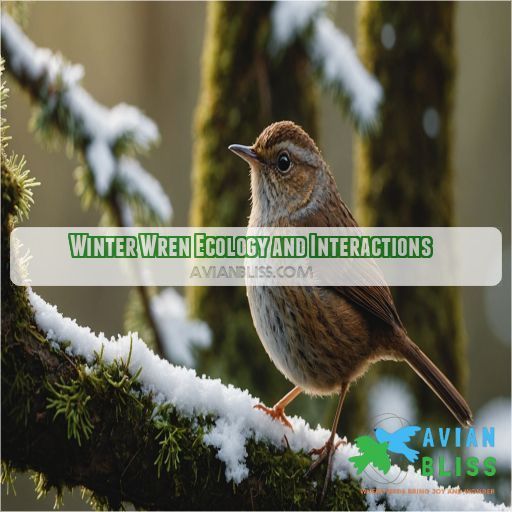 Winter Wren Ecology and Interactions