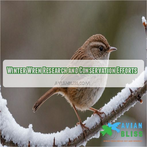 Winter Wren Research and Conservation Efforts