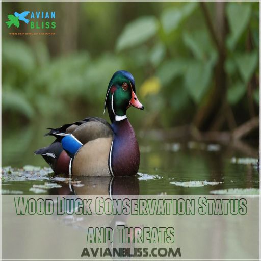 Wood Duck Conservation Status and Threats