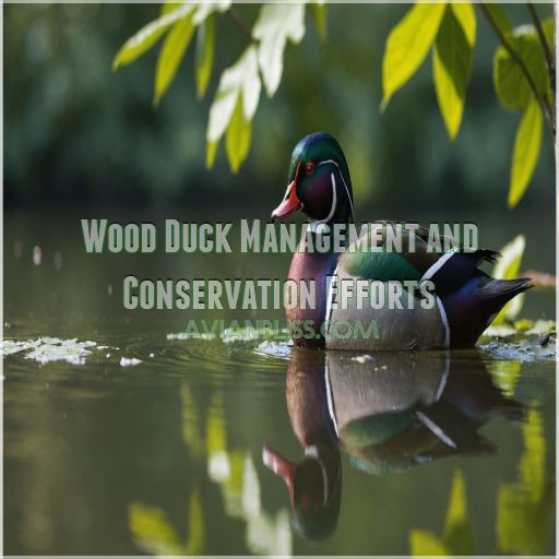 Wood Duck Management and Conservation Efforts