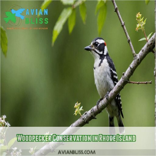 Woodpecker Conservation in Rhode Island