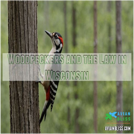 Woodpeckers and the Law in Wisconsin