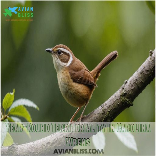 Year-Round Territoriality in Carolina Wrens