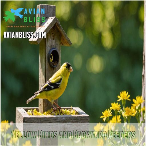 Yellow Birds and Backyard Feeders