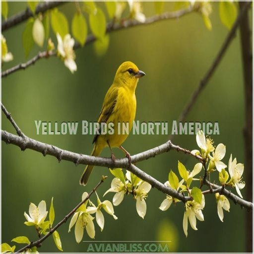 Yellow Birds in North America