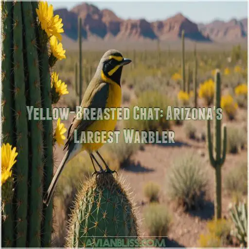 Yellow-Breasted Chat: Arizona