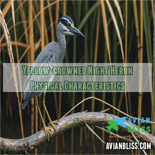 Yellow-crowned Night Heron Physical Characteristics