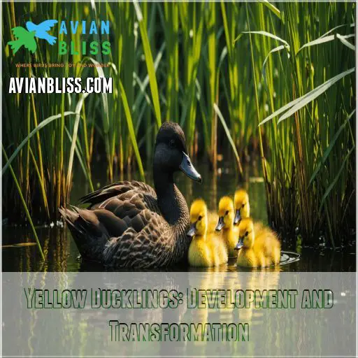 Yellow Ducklings: Development and Transformation