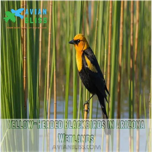 Yellow-Headed Blackbirds in Arizona Wetlands