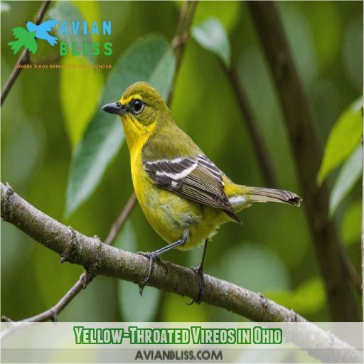 Yellow-Throated Vireos in Ohio