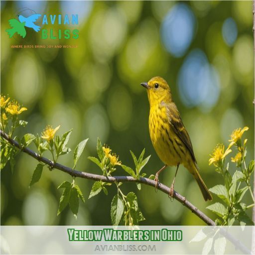 Yellow Warblers in Ohio