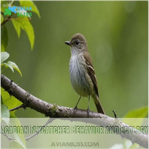 Acadian Flycatcher Behavior and Ecology