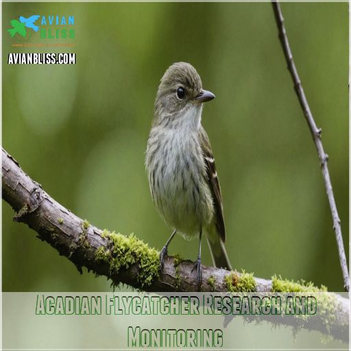 Acadian Flycatcher Research and Monitoring