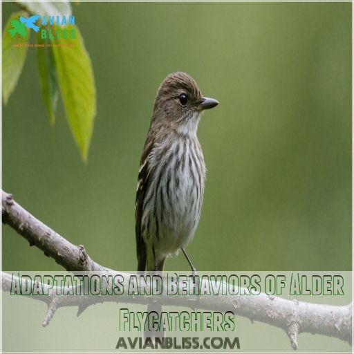 Adaptations and Behaviors of Alder Flycatchers