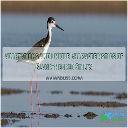 Adaptations and Unique Characteristics of Black-necked Stilts