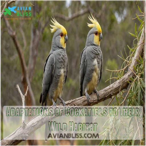 Adaptations of Cockatiels to Their Wild Habitat