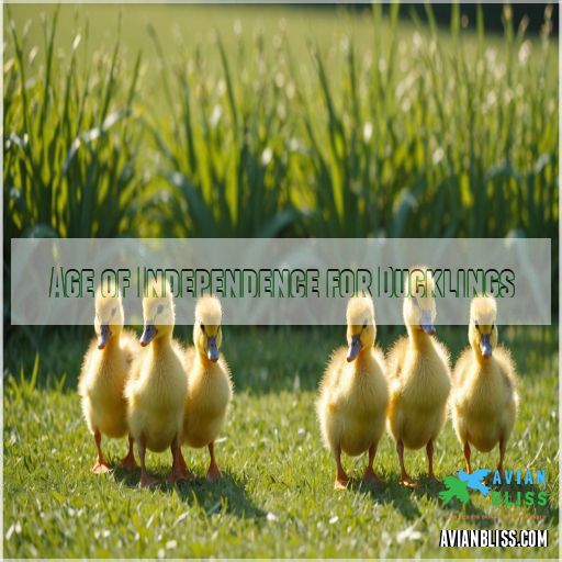 Age of Independence for Ducklings