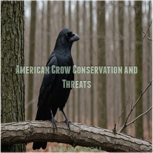 American Crow Conservation and Threats