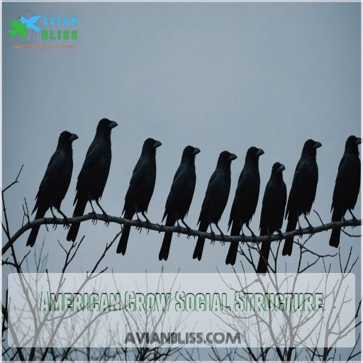 American Crow Social Structure