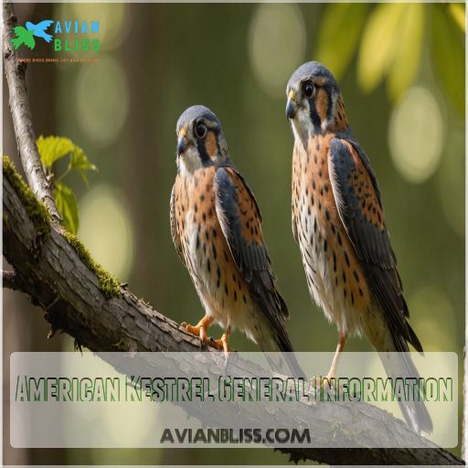 American Kestrel General Information