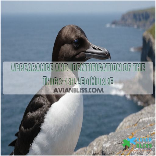 Appearance and Identification of the Thick-billed Murre