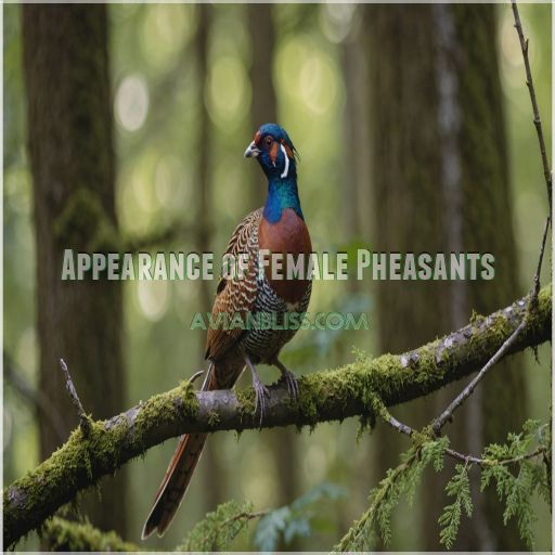 Appearance of Female Pheasants