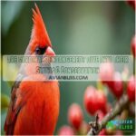 are cardinals endangered