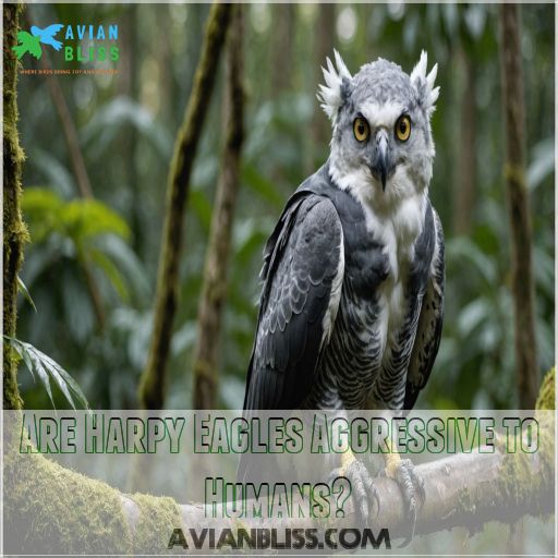 Are Harpy Eagles Aggressive to Humans