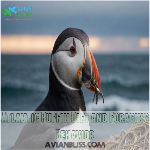 Atlantic Puffin Diet and Foraging Behavior