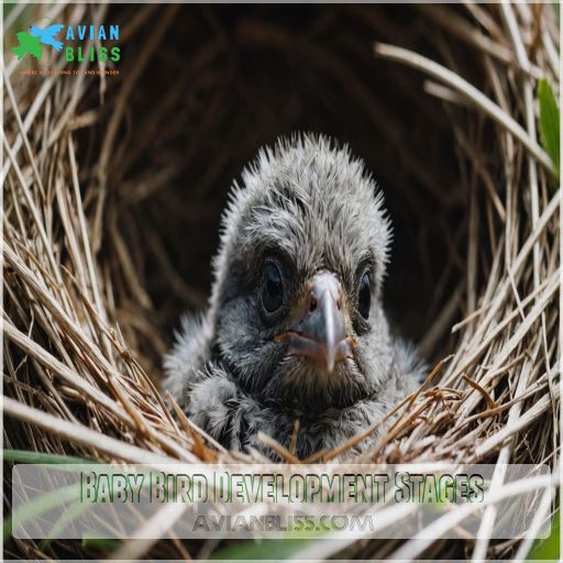 Baby Bird Development Stages