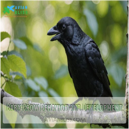 Baby Crow Behavior and Development