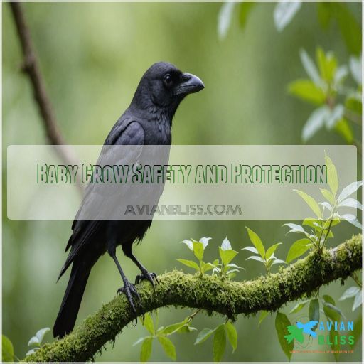 Baby Crow Safety and Protection