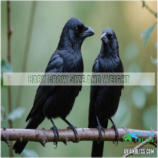 Baby Crow Size and Weight