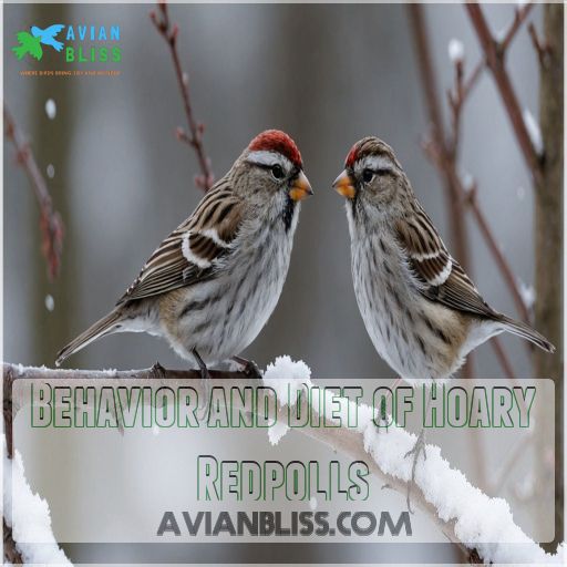 Behavior and Diet of Hoary Redpolls