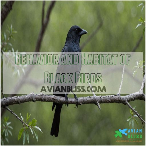 Behavior and Habitat of Black Birds