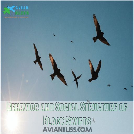 Behavior and Social Structure of Black Swifts