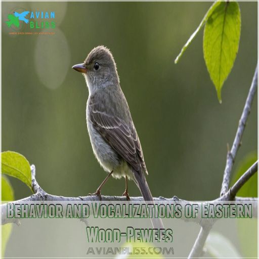 Behavior and Vocalizations of Eastern Wood-Pewees