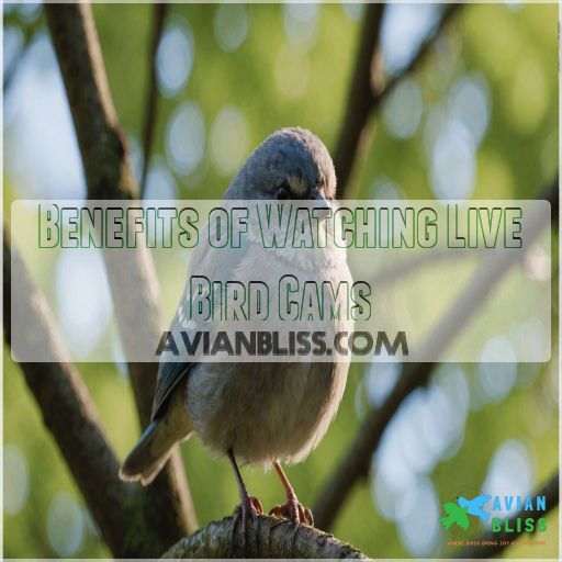 Benefits of Watching Live Bird Cams