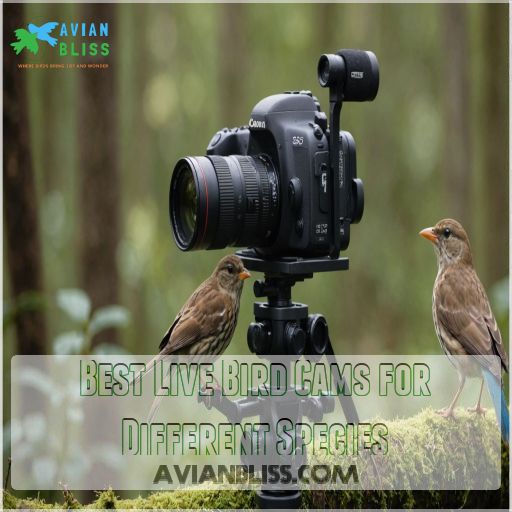 Best Live Bird Cams for Different Species