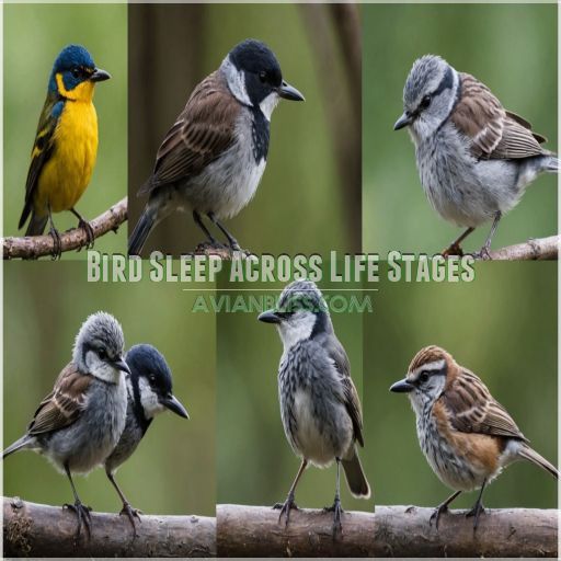 Bird Sleep Across Life Stages