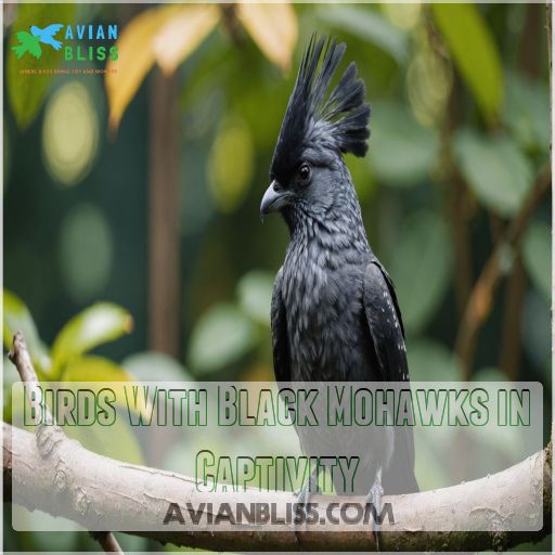 Birds With Black Mohawks in Captivity