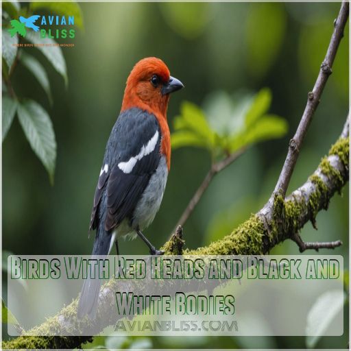 Birds With Red Heads and Black and White Bodies