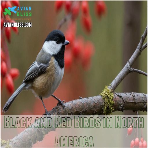 Black and Red Birds in North America