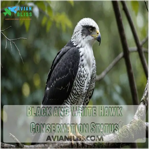 Black and White Hawk Conservation Status