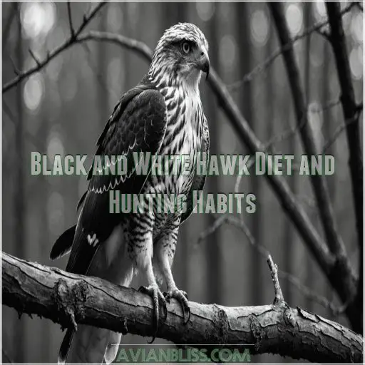 Black and White Hawk Diet and Hunting Habits